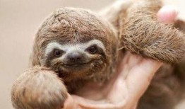 动物女巫爆料视频,探寻魔法世界的真实面纱